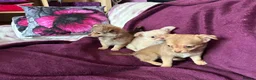 Chihuahua dogs for sale: Outstanding tiny tiny chichahua  - Advert 6