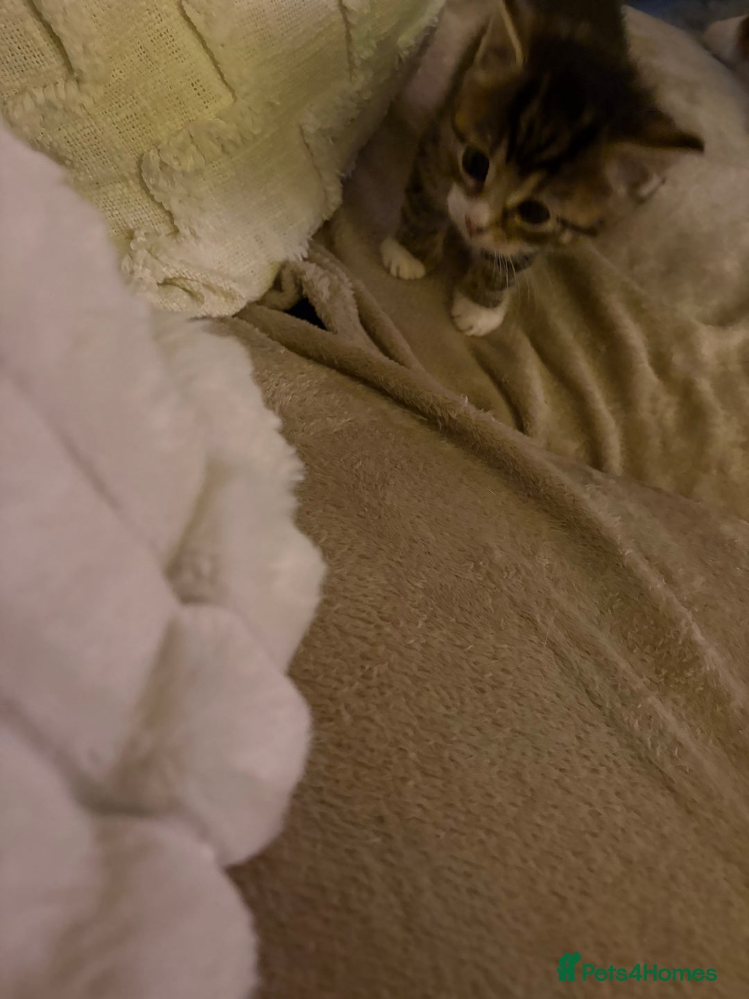 Mixed Breed cats for sale: Stunning kittens 🐱🐱🐱🐱 - Advert 9