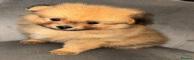 Pomeranian 3
