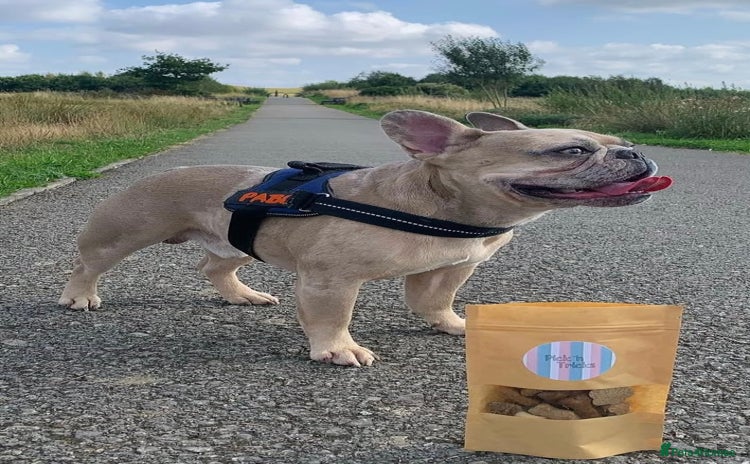 French Bulldog dogs Pablo - Advert 1