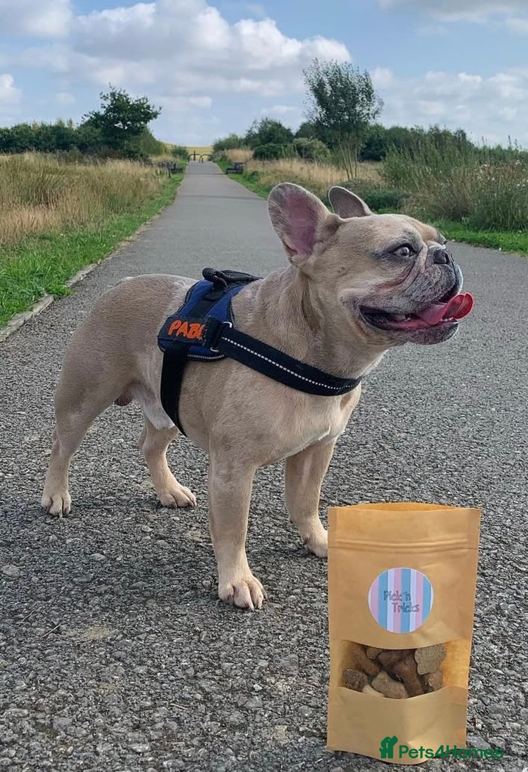 French Bulldog dogs for sale: Pablo - Advert 1