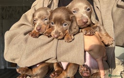 Miniature Dachshund dogs for sale: Isabella tan miniture dachshunds for sale⭐️ - Image 4