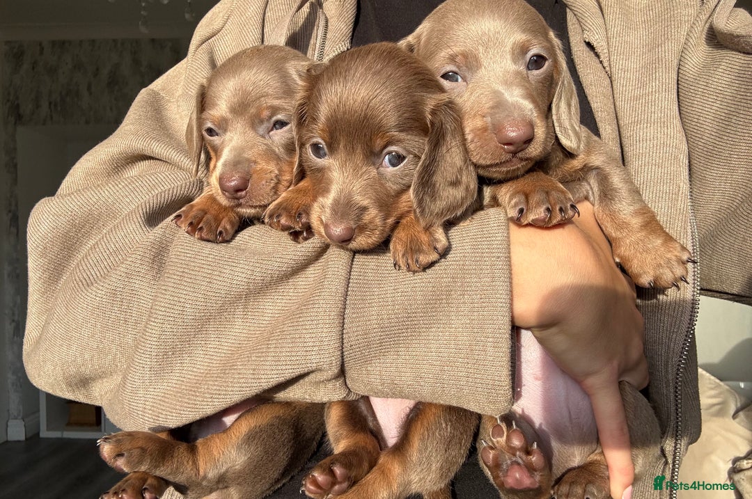 Miniature Dachshund dogs for sale: Isabella tan miniture dachshunds for sale⭐️ - Image 4