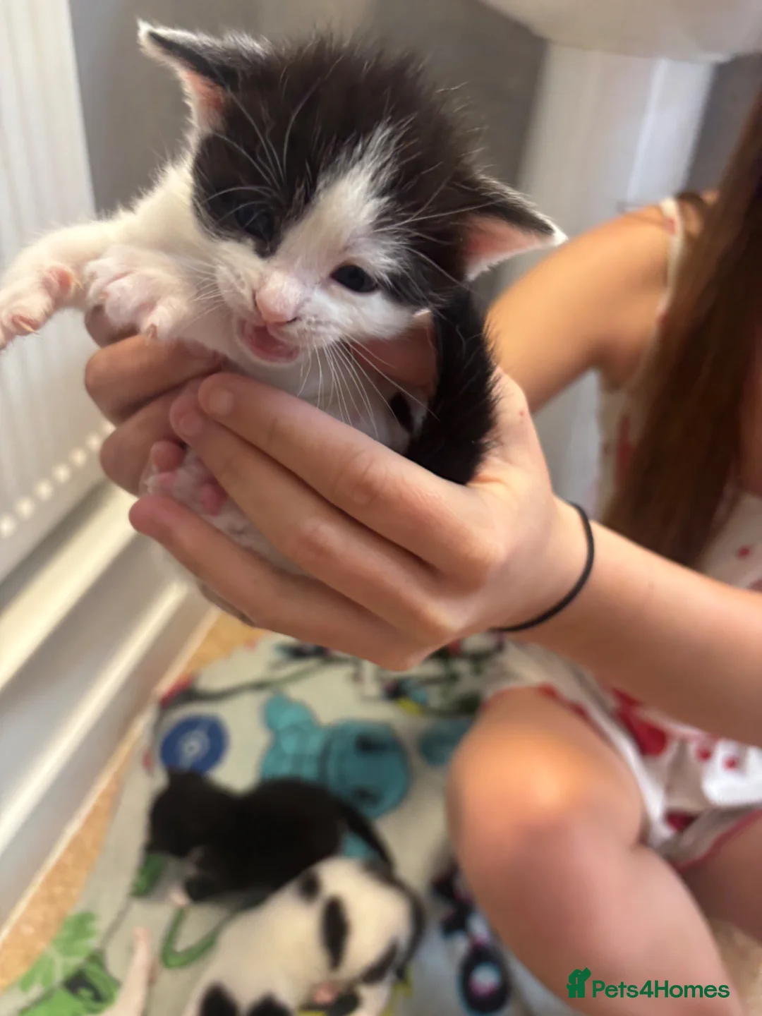 Brazilian Shorthair cats for sale: 4 beautiful kittens for sale - Advert 2