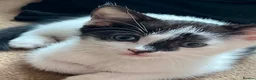 Mixed Breed cats for sale: 6 Fluffy Kitties - Advert 17