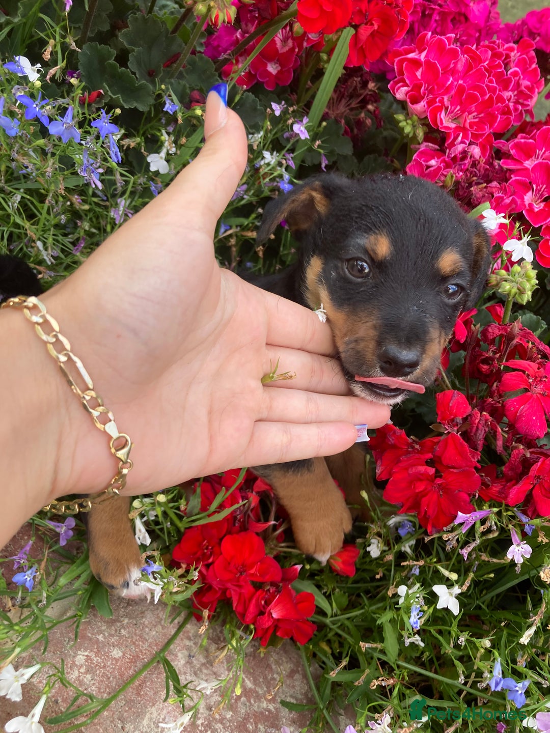 Jack Russell dogs for sale: jack russell boys - Image 5