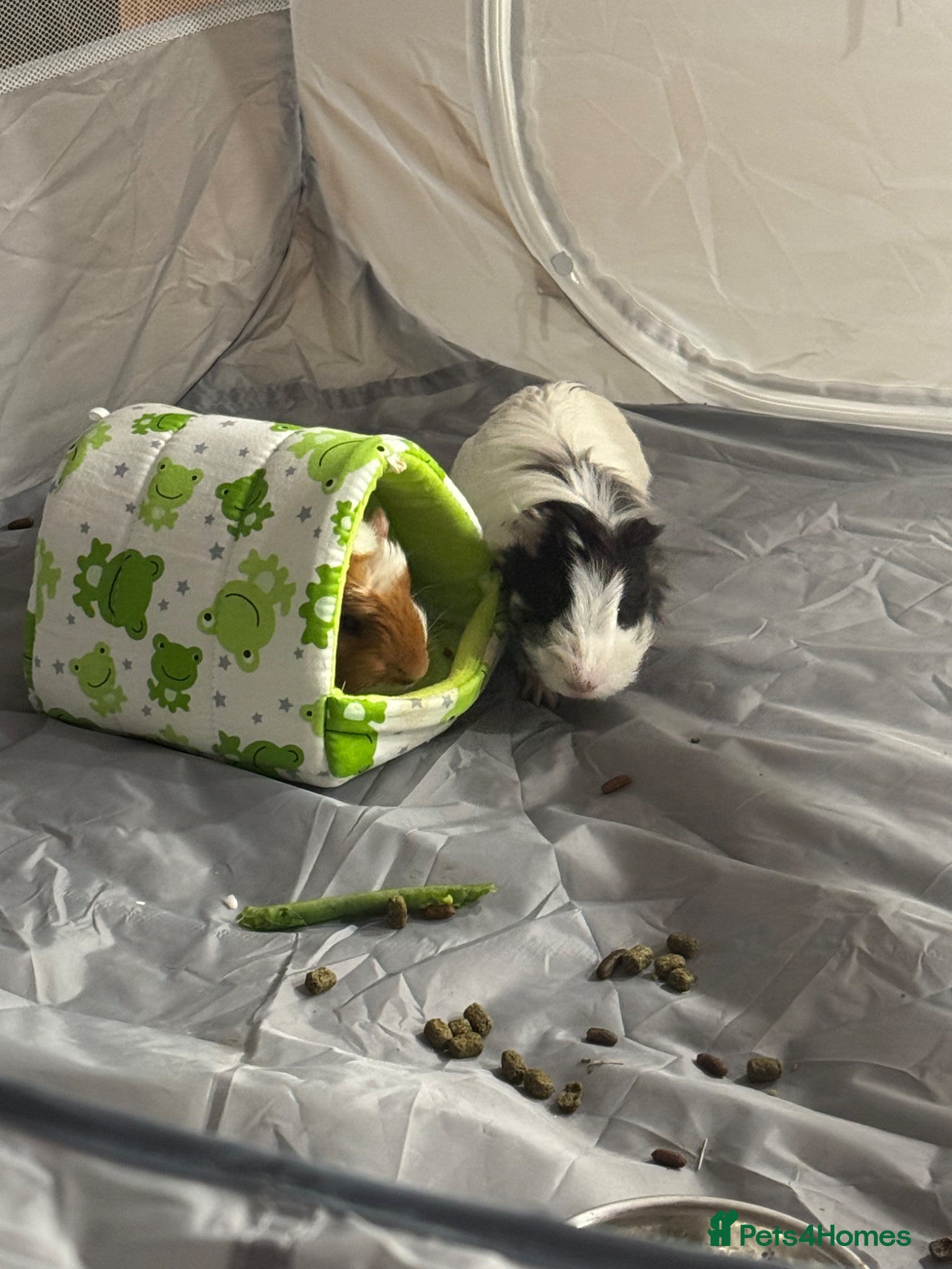 Guinea Pig rodents David and Norman  - Advert 1