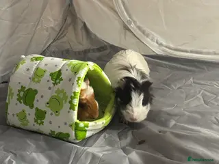 Guinea Pig rodents David and Norman - Advert 1