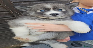 Siberian Husky dogs - Advert 6