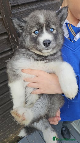 Siberian Husky dogs - Advert 2