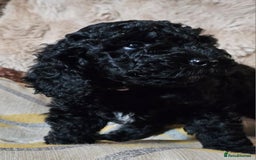 Labradoodle dogs for sale: True Multigen labradoodles  - Image 4