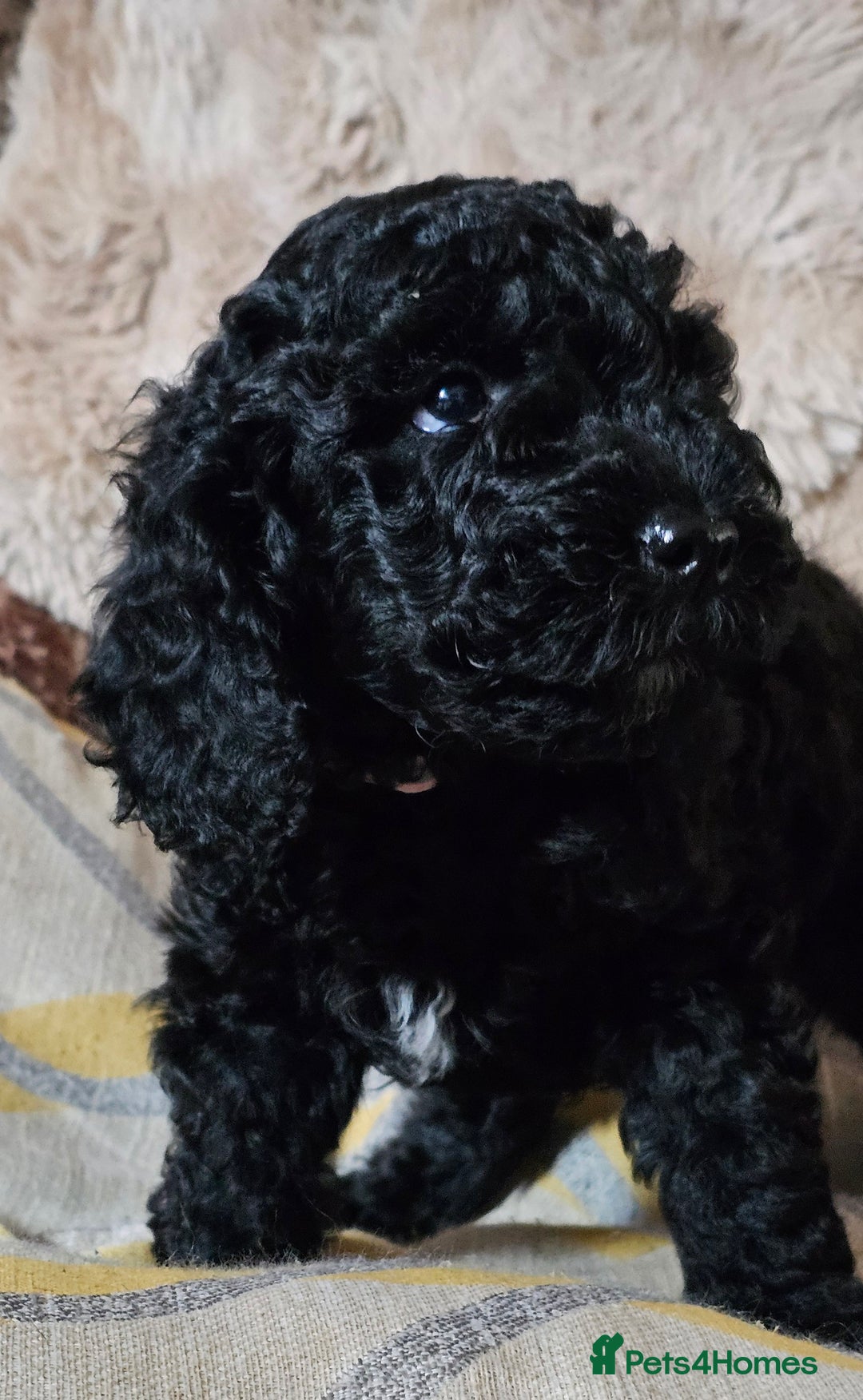 Labradoodle dogs for sale: True Multigen labradoodles  - Image 4