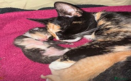Domestic Shorthair cats for sale: 4 beautiful kittens  - Image 6