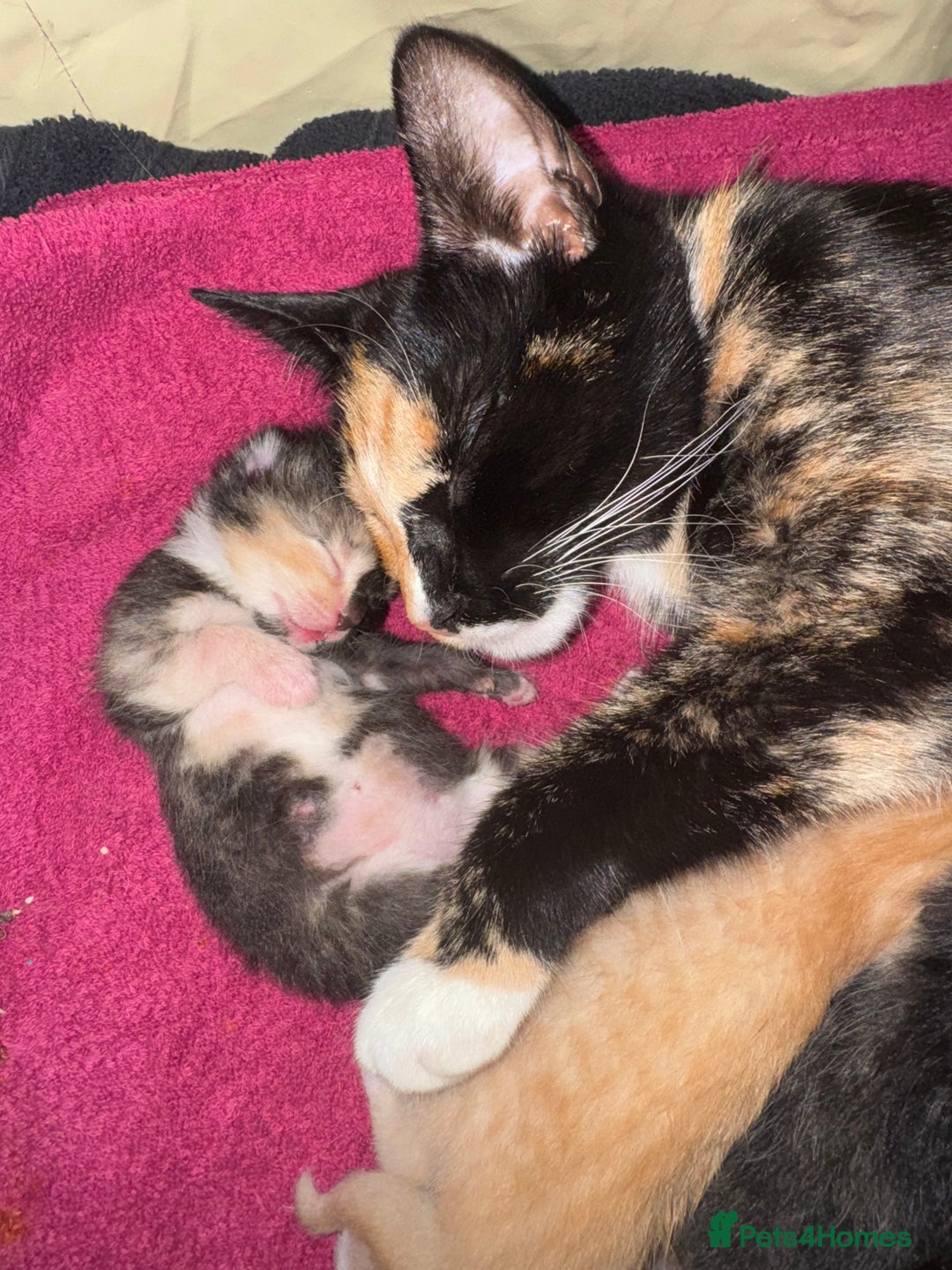 Domestic Shorthair cats for sale: 4 beautiful kittens  - Image 6
