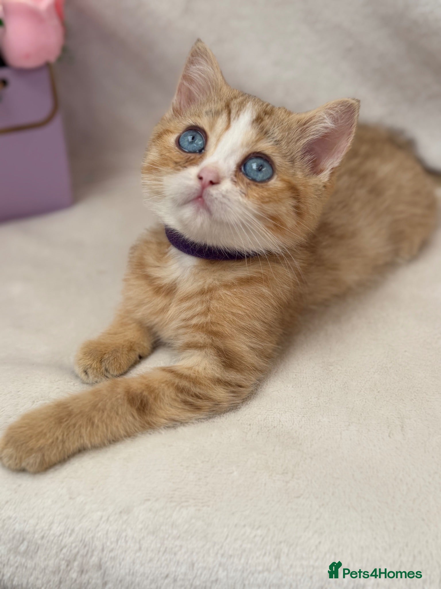 British Shorthair cats British Sh golden odd /blue eyed kittens GCCF  - Advert 2