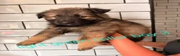 German Shepherd dogs for sale: German shepherd puppies for sale  - Advert 14