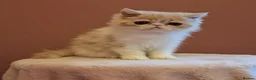 Persian cats for sale: Persian/exotic kittens - Advert 23