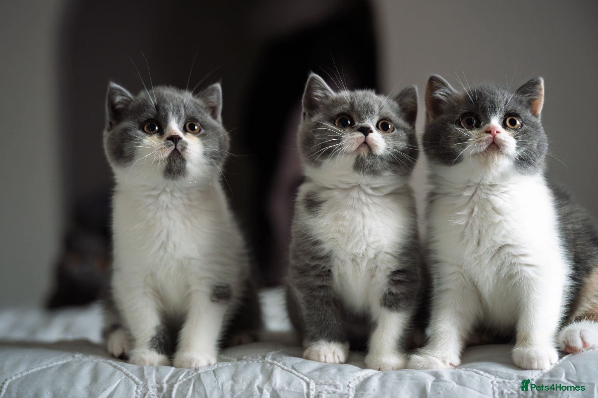 British Shorthair cats GCCF Pedigreed Amazing Kittens - Advert 7