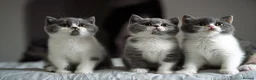 British Shorthair cats for sale: GCCF Pedigreed Amazing Kittens - Advert 7