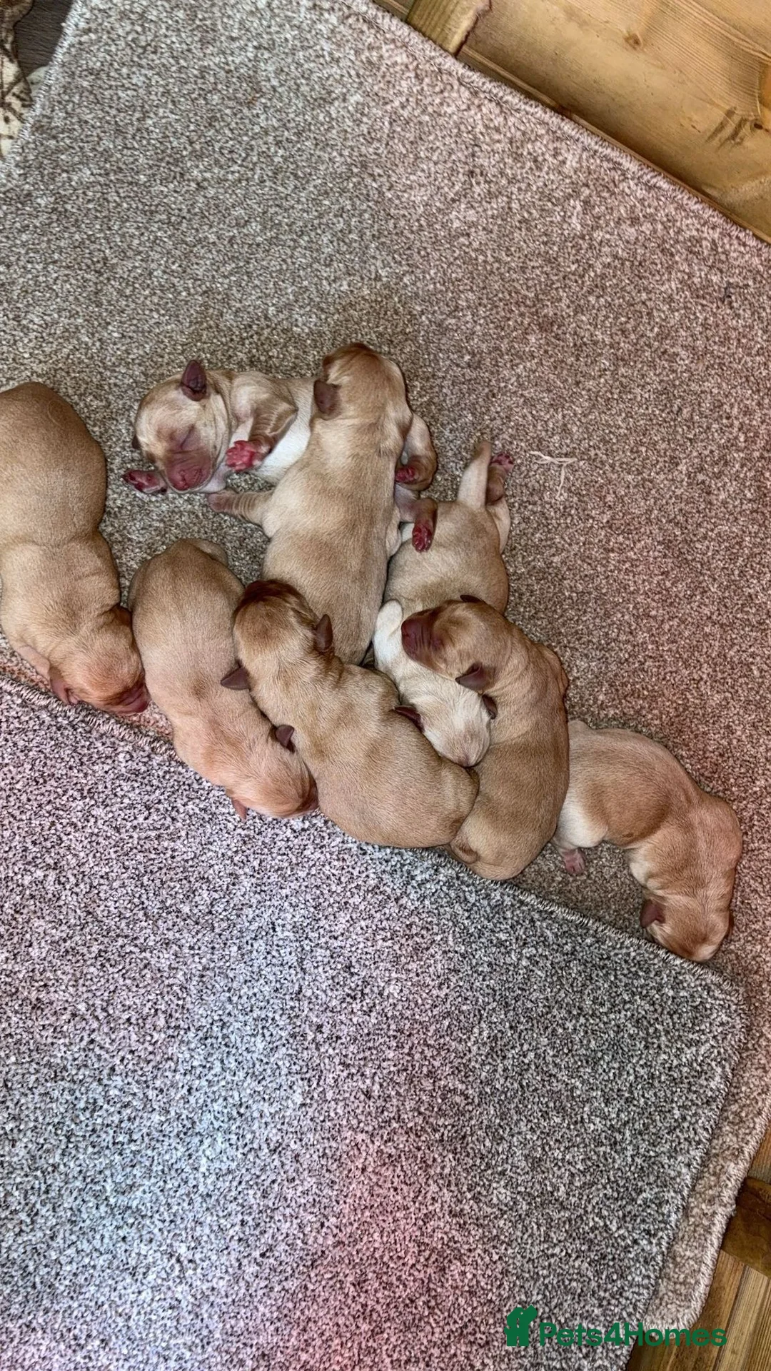 Labrador Retriever dogs for stud: Red Labrador KC registered in Ipswich - Advert 12