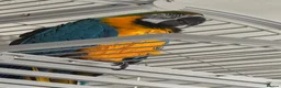 Macaws birds for sale: Blue & gold macaw  in Liverpool - Advert 7