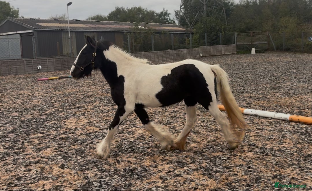 Irish Cob horses for sale: 12.1hh Piebald Mare, 2 Years Old - Advert 1