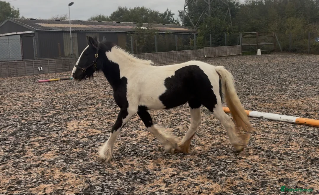 Irish Cob horses for sale: 12.1hh Piebald Mare, 2 Years Old - Advert 1