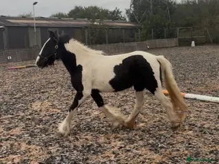 Irish Cob horses 12.1hh Piebald Mare, 2 Years Old - Advert 13