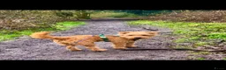 Lakeland Terrier dogs for sale: Vicki  in Solihull - Advert 4