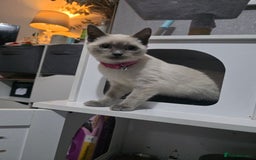 Ragdoll cats for sale: Last 2 ragdoll x British short hair - Image 4