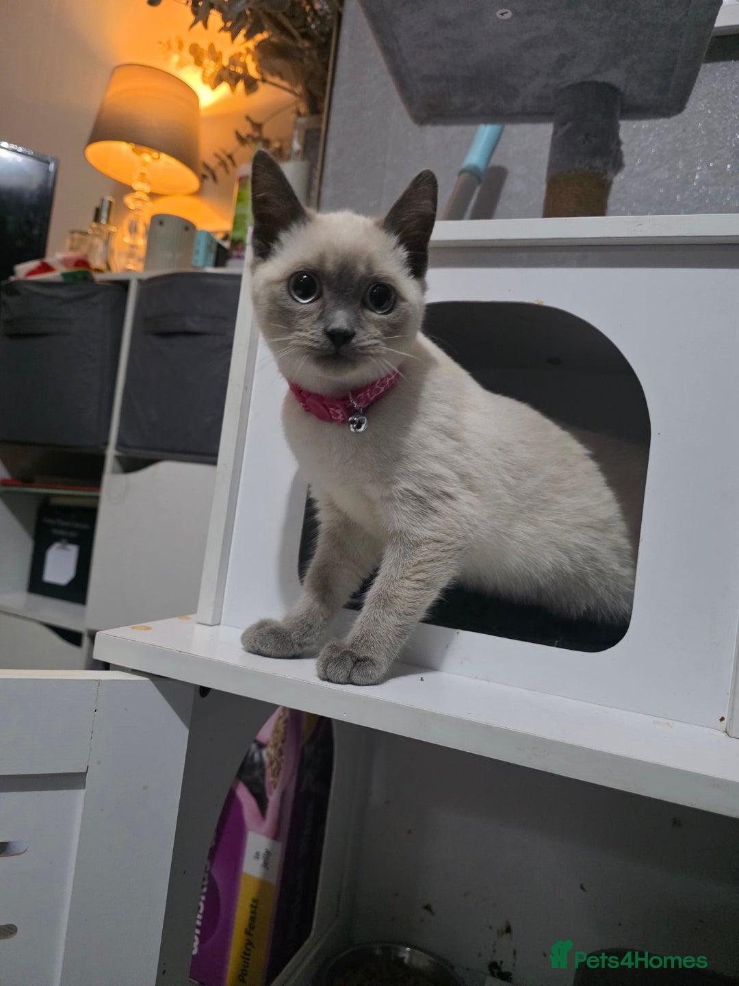 Ragdoll cats for sale: Last 2 ragdoll x British short hair - Image 4