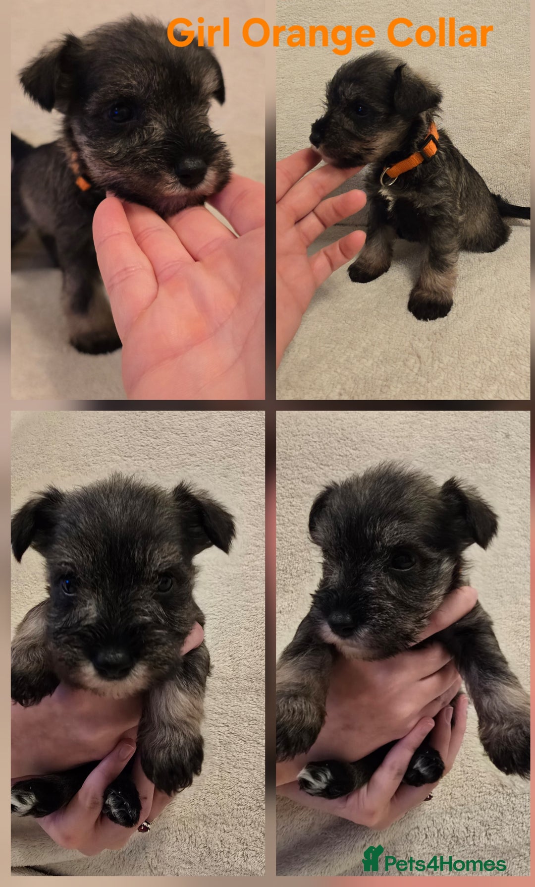 Miniature Schnauzer dogs for sale: KC Miniature Schnauzer Puppies ready in January - Advert 8