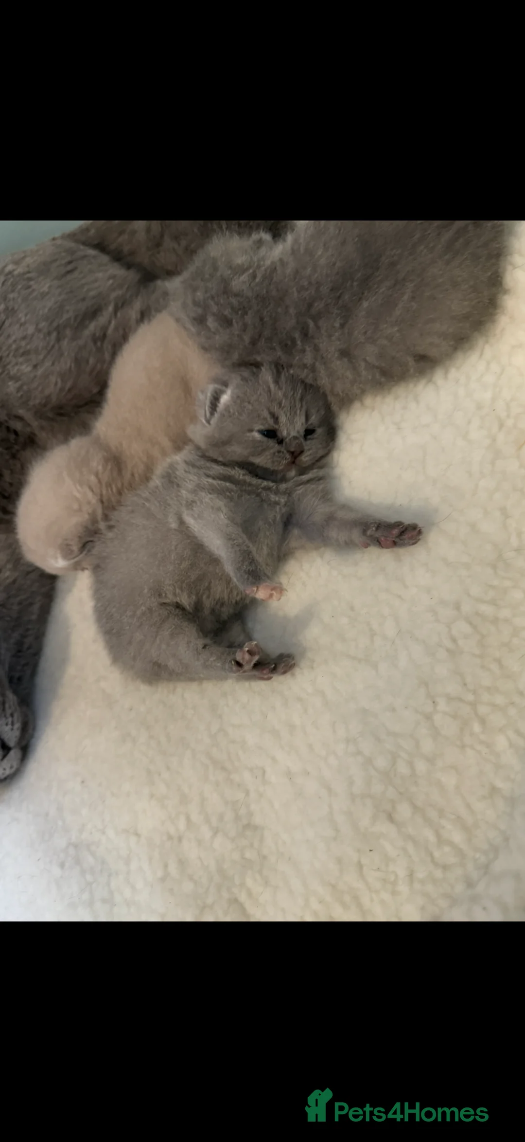 British Shorthair cats for sale: Blue Cream BSH Girl Available 🩷 - Advert 4