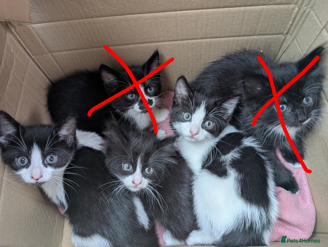 Mixed Breed cats for sale: 3 female kittens ready to leave - Image 1