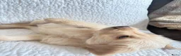 Labradoodle dogs for sale: Stunning Labradoodle puppies - Advert 3