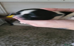 Shih Tzu dogs for sale: shih tzu puppies  - Advert 20