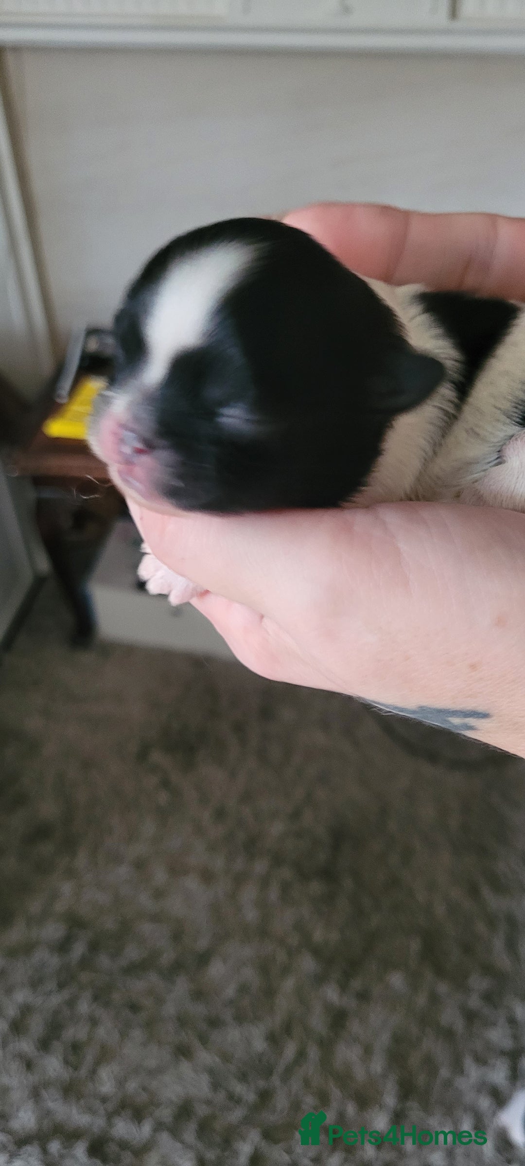 Shih Tzu dogs for sale: shih tzu puppies  - Advert 20