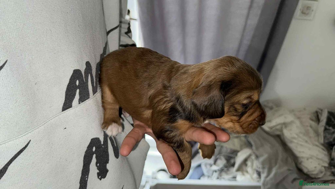 Cocker Spaniel dogs for sale: 1 stunning little boy cockerspaniel  - Image 7