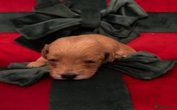 Cockapoo dogs for sale: ⭐️OUTSTANDING, HIGH QUALITY Cockapoo F1B Puppies⭐️ - Advert 21