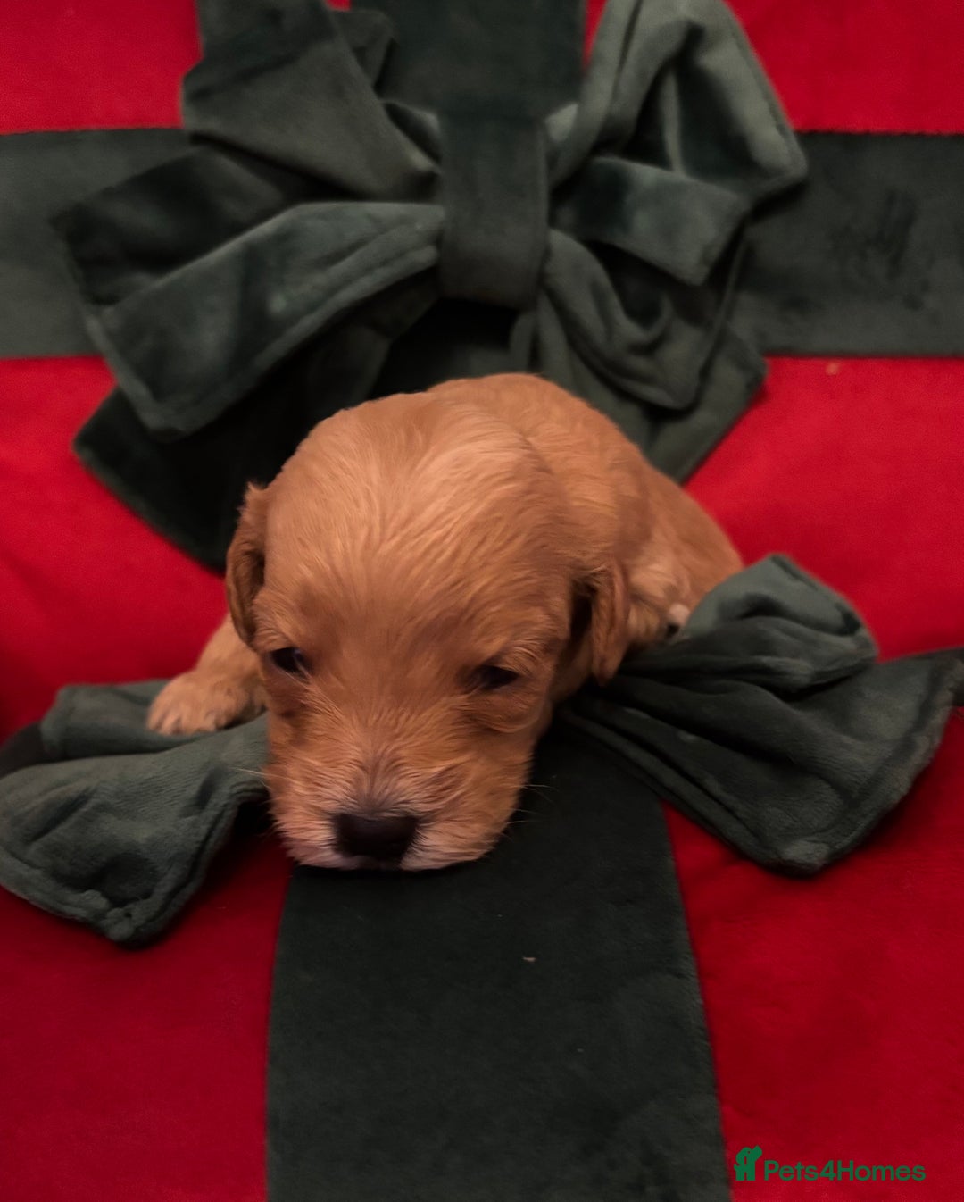 Cockapoo dogs for sale: ⭐️OUTSTANDING, HIGH QUALITY Cockapoo F1B Puppies⭐️ - Advert 21