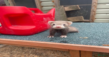 Ferret rodents - Advert 7