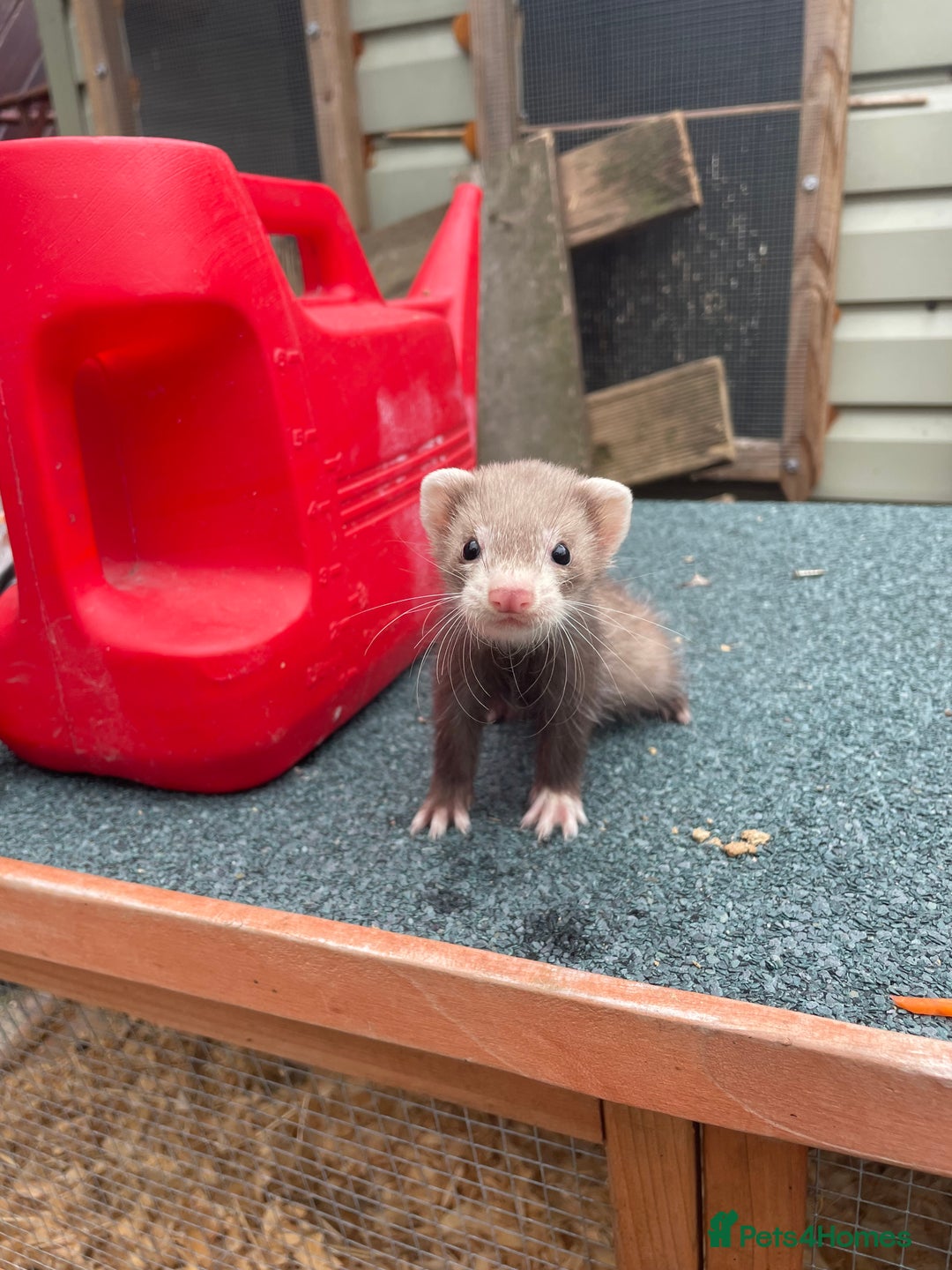 Ferret rodents for sale: MICRO FERRETS FOR SALE  - Image 2