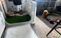 Toy Poodle dogs for sale: Gorgeous kc registered toy poodle pups  - Image 36