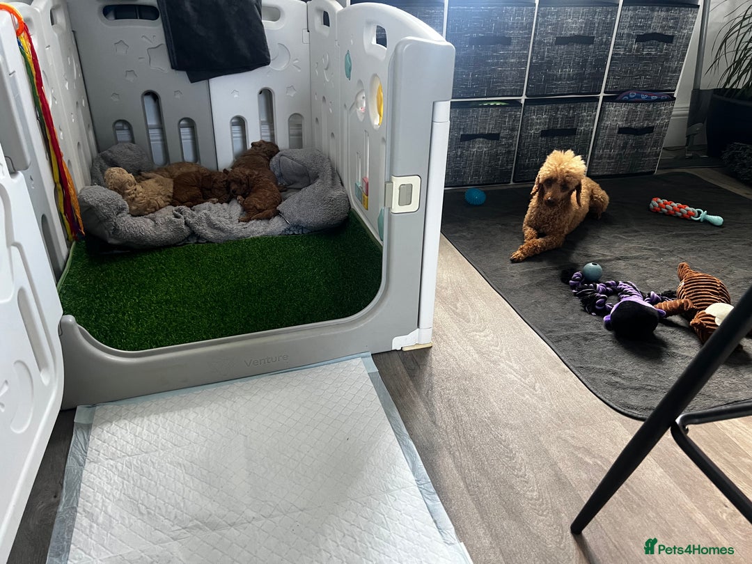 Toy Poodle dogs for sale: Gorgeous kc registered toy poodle pups  - Image 36