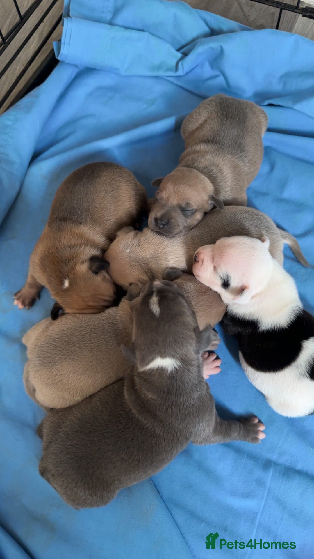 Staffordshire Bull Terrier dogs for stud: Amazing Staffordshire Bull Terrier for Stud   - Advert 19