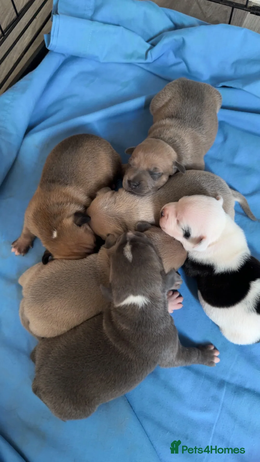 Staffordshire Bull Terrier dogs for stud: Amazing Staffordshire Bull Terrier for Stud   - Advert 19