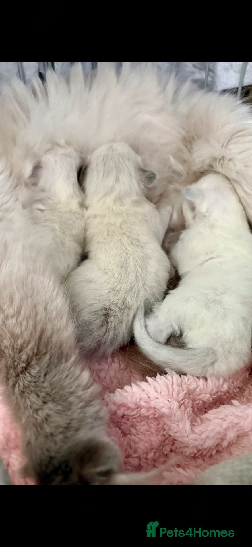 Ragdoll cats 🦋 Exceptional GCCF Babies 🦋 - Advert 11
