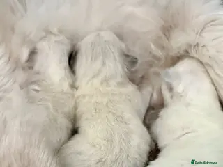 Ragdoll cats 🦋 Exceptional GCCF Babies 🦋 - Advert 11