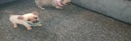 Chihuahua dogs for sale: Beautiful  chihuahua  puppies  - Advert 3