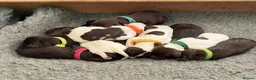 Sprocker dogs for sale: Beautiful Sprocker Puppies Available - Advert 10